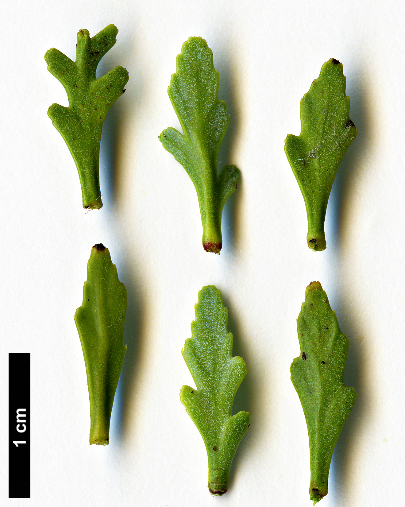 High resolution image: Family: Podocarpaceae - Genus: Phyllocladus - Taxon: trichomanoides - SpeciesSub: var. alpinus